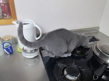 おお！みごとにのってます.JPG