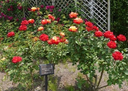 マインミュンヘン