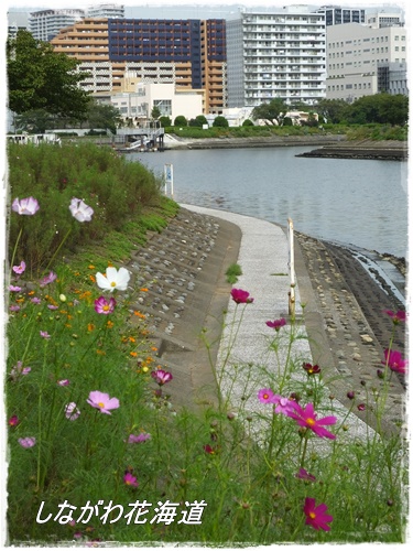 しながわ花海道