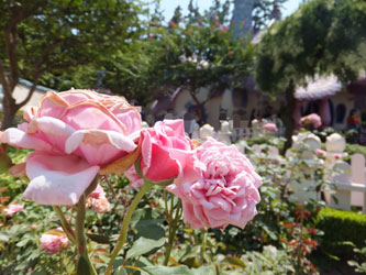 Flower109