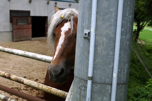 物陰から覗く馬