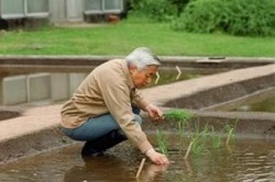 天皇陛下の田植え。