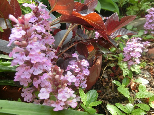 ピンクのアジュガ