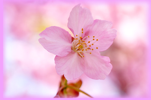 桜３
