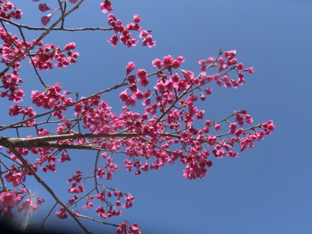 寒緋桜３