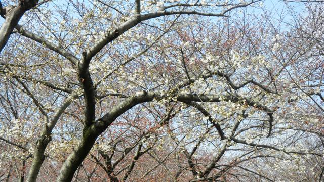 花園中央公園の桜.JPG