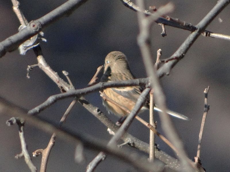 DSC08012 (800x600).jpg