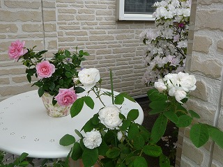 P1020994ss.jpg