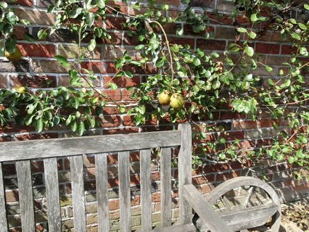 ボタニックガーデン