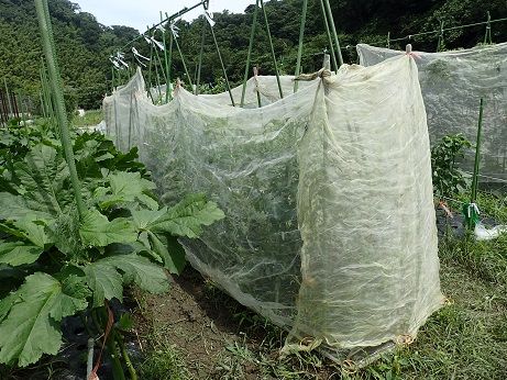 ピーマンネット誘引 葉山農園 7月中旬 暇人主婦の家庭菜園 楽天ブログ