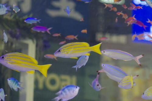 沖縄美ら海水族館