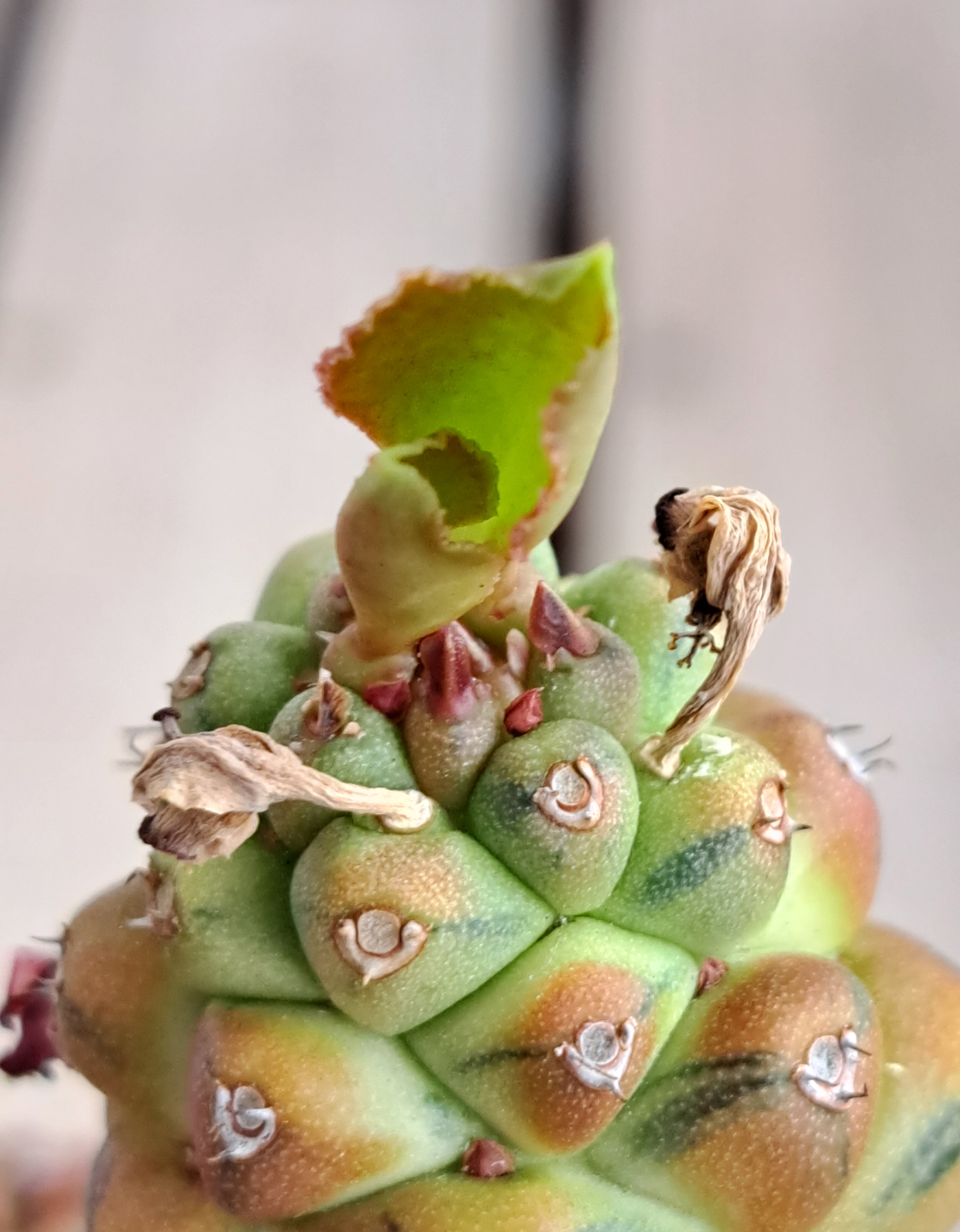 リチェイ錦の葉はデカくなったのか？ | デルオの多肉日記 - 楽天ブログ