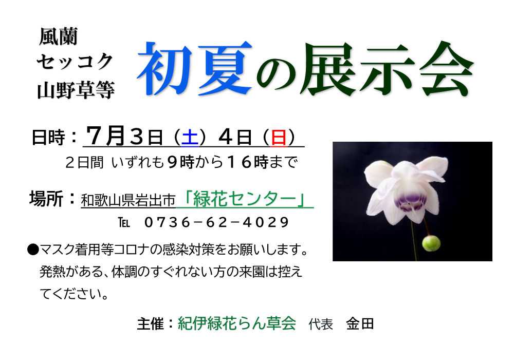 キバナノセッコク 素心花 「深芳野」 開花中 富貴蘭 長生蘭