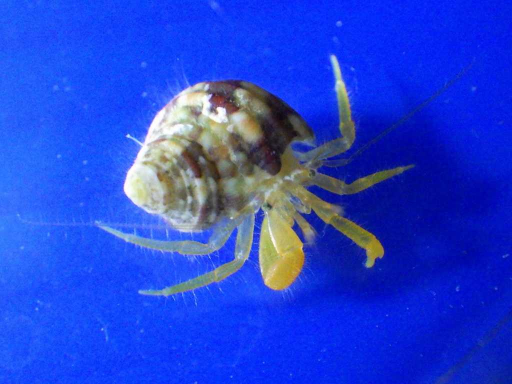 ヒメホンヤドカリ属の一種（Pagurixus sp.）2　串本採集2026年7月