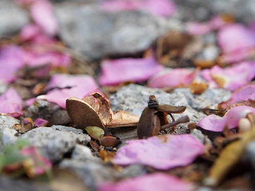 山茶花のタネ