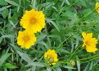 大黄菊.jpg