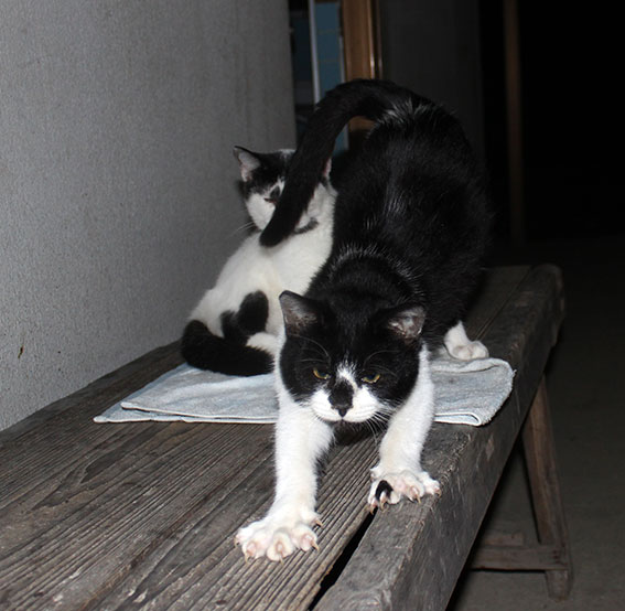 我が家のニャンコ♪2014/11/15-3