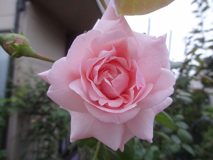 和バラの開花 羽衣 フレグラント ヒル 春芳 バラの美と香りを求めて 楽天ブログ