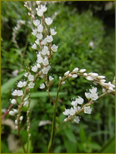 ９月7日 白花の桜蓼咲き白露かな 花の歳時記 天南星の魅力 山野草 楽天ブログ