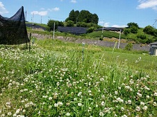 20170529シロツメグサ.jpg