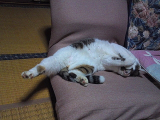 座椅子
