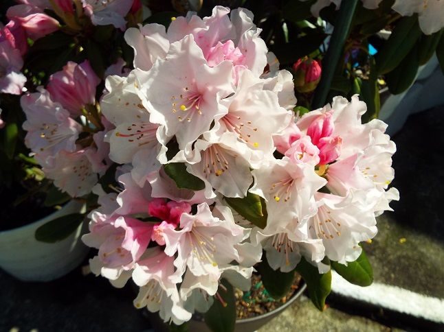 弔う桜 花もいいけど松の命も 英語の詩 僕は僕自身をたたえ 老いてこそ勉強 楽天ブログ