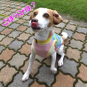 20160916ごほうびは？