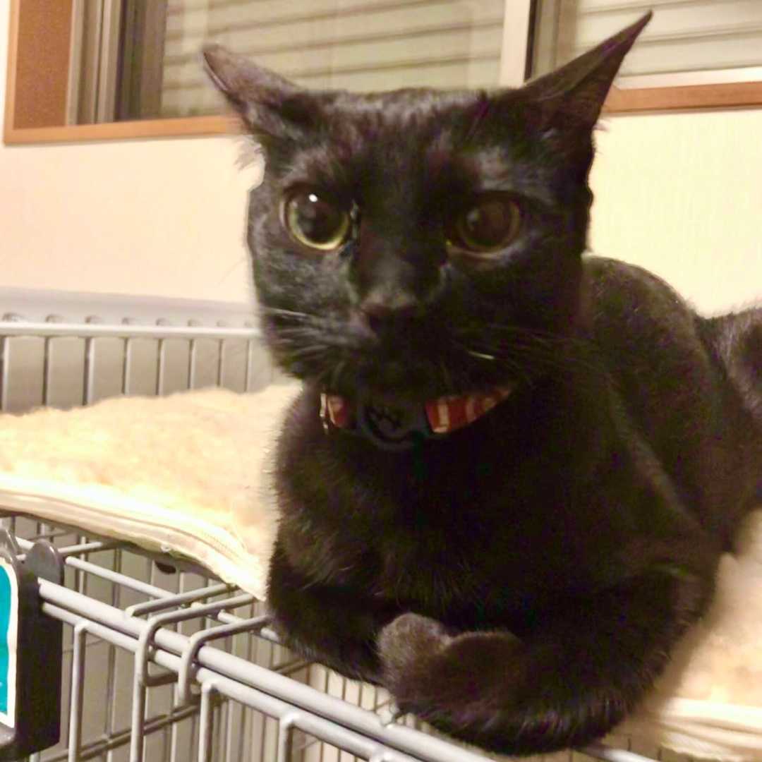 神の白髭 犬と旦那とiga ニャン 楽天ブログ