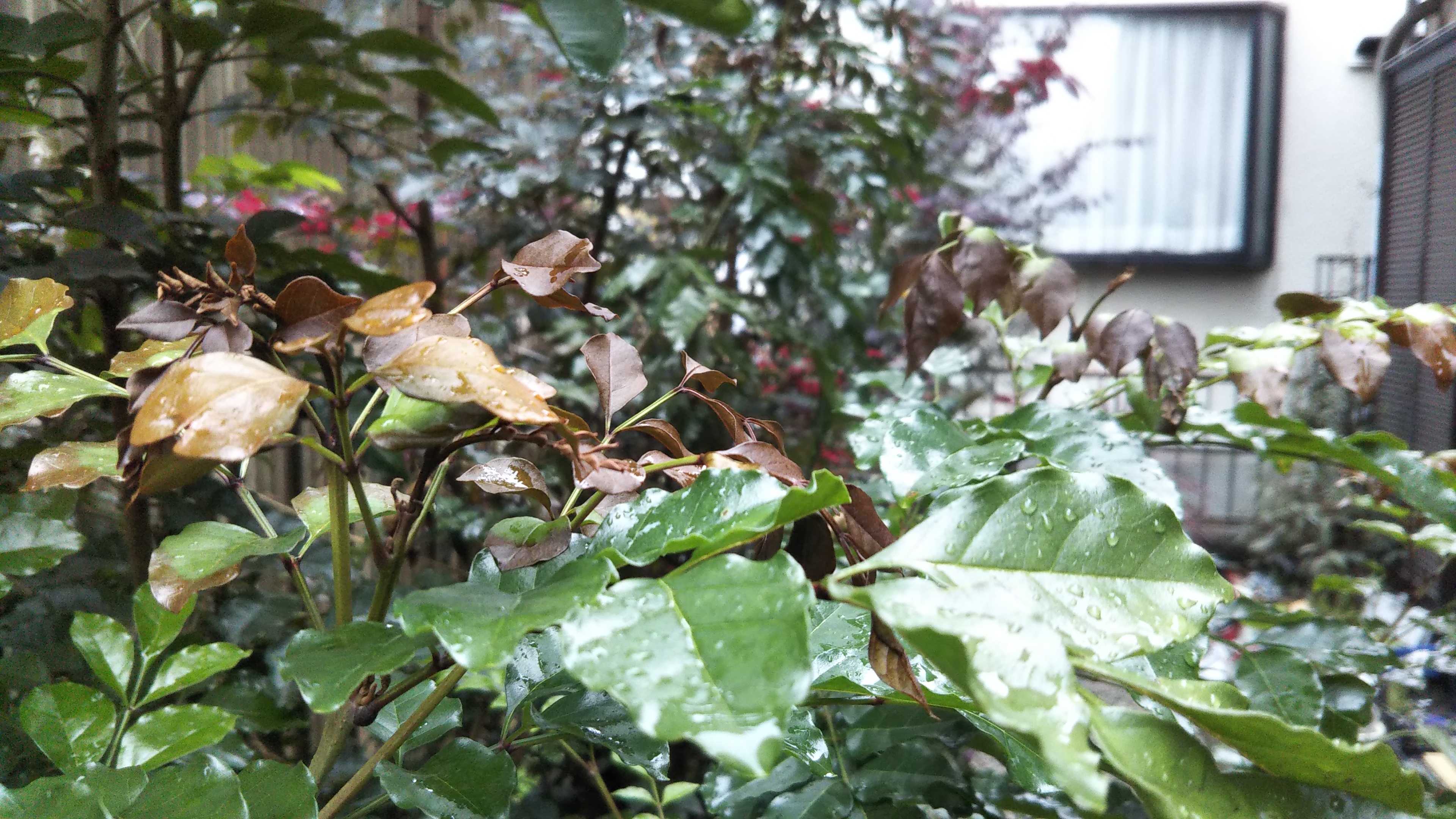 雪降らず シマトネリコが枯れてきた シェードガーデンと猫 楽天ブログ