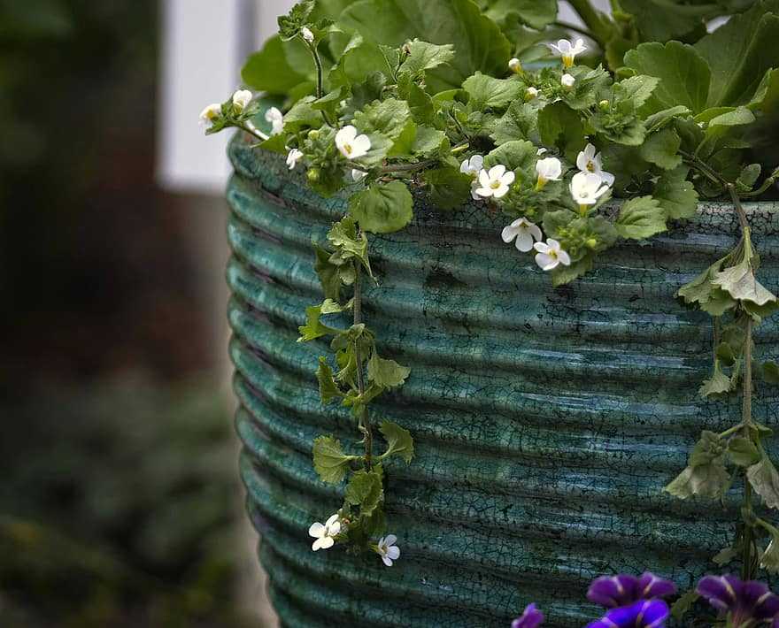 バコパの花 無くてはならない物 接種 小さな幸せ集め時々猫 楽天ブログ