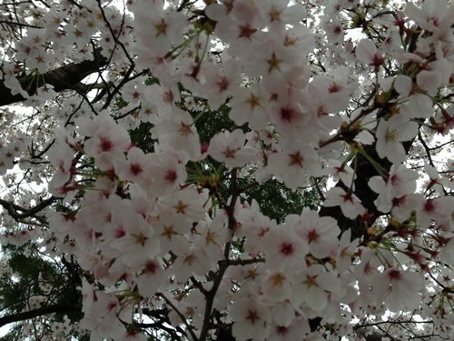 1桜4月3日500５.jpg