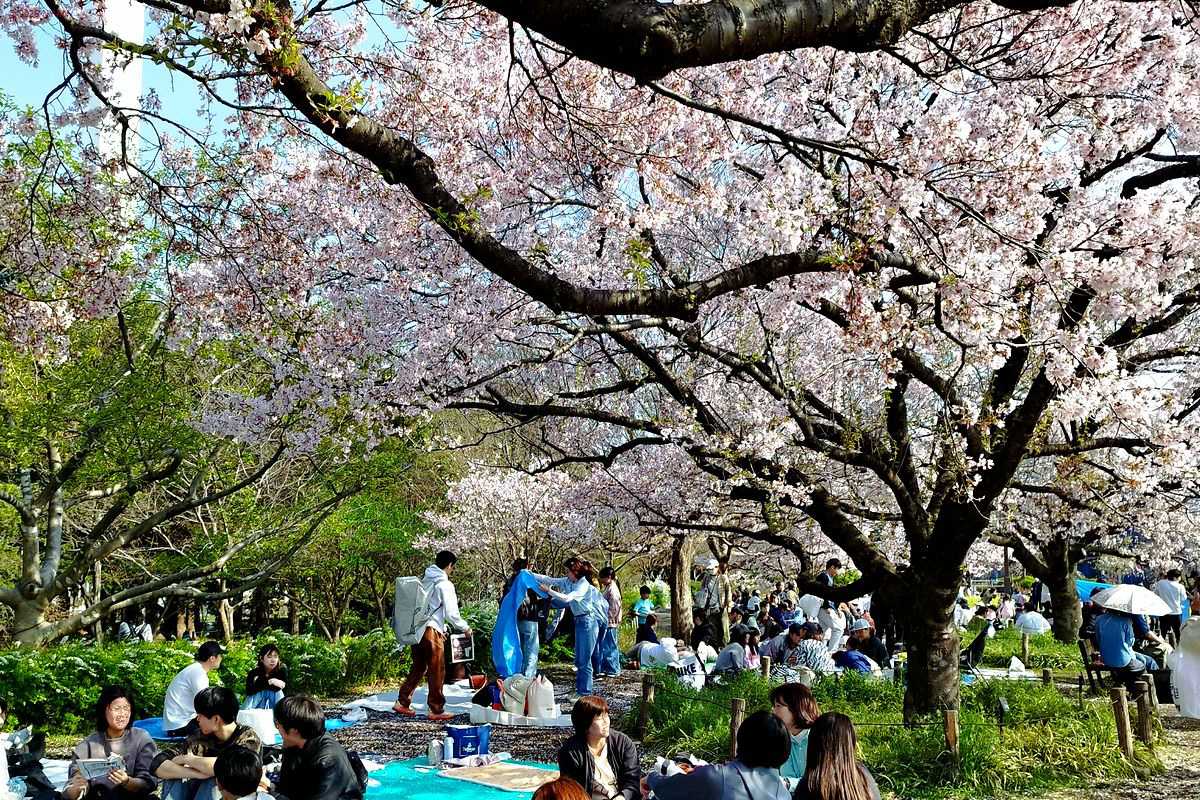 タカトオコヒガンザクラ（高遠小彼岸桜、バラ科）