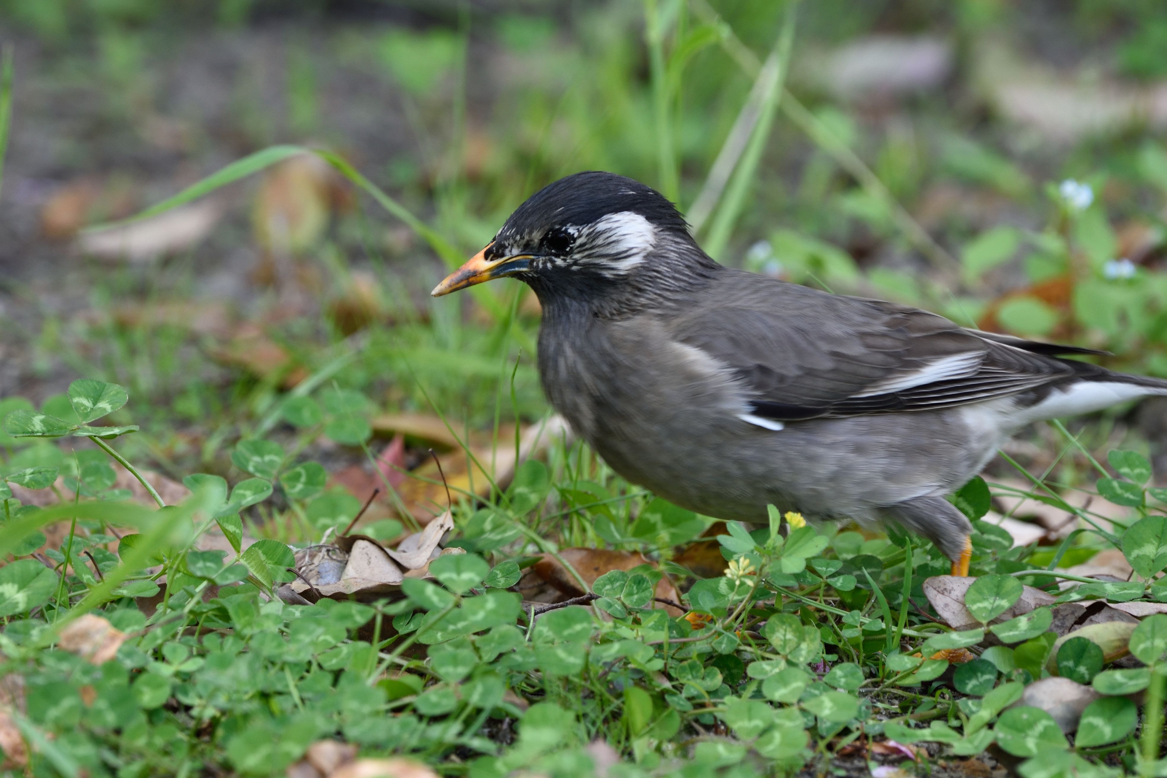 益鳥 害鳥 ムクドリ 花鳥風枝 楽天ブログ