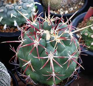 テロカクタス　FNや産地つき　いろいろフルセット テロカクタス五色大統領の基本情報・育て方｜多肉植物・サボテン図鑑