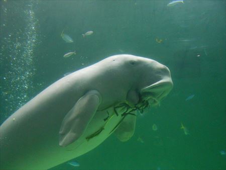 鳥羽水族館