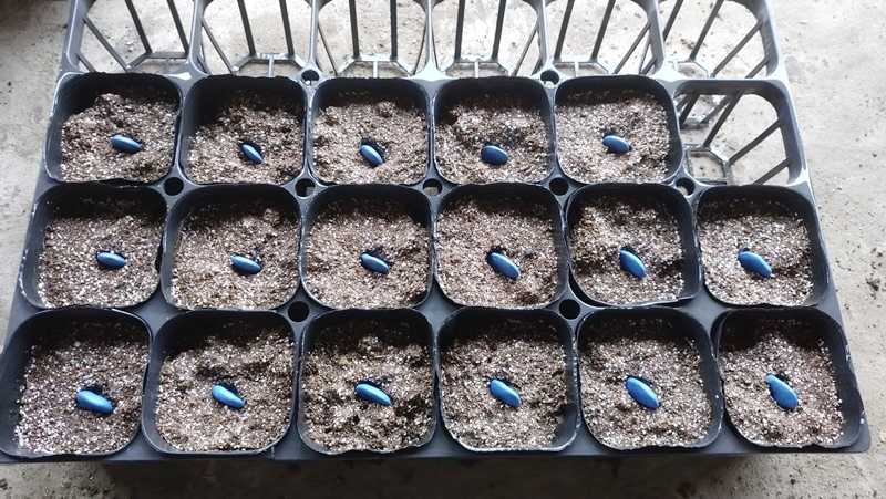 ソラマメの播種 春まきに好適な品種です 青パパイヤと家庭菜園日記 楽天ブログ