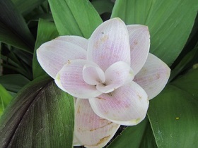 花４.jpg