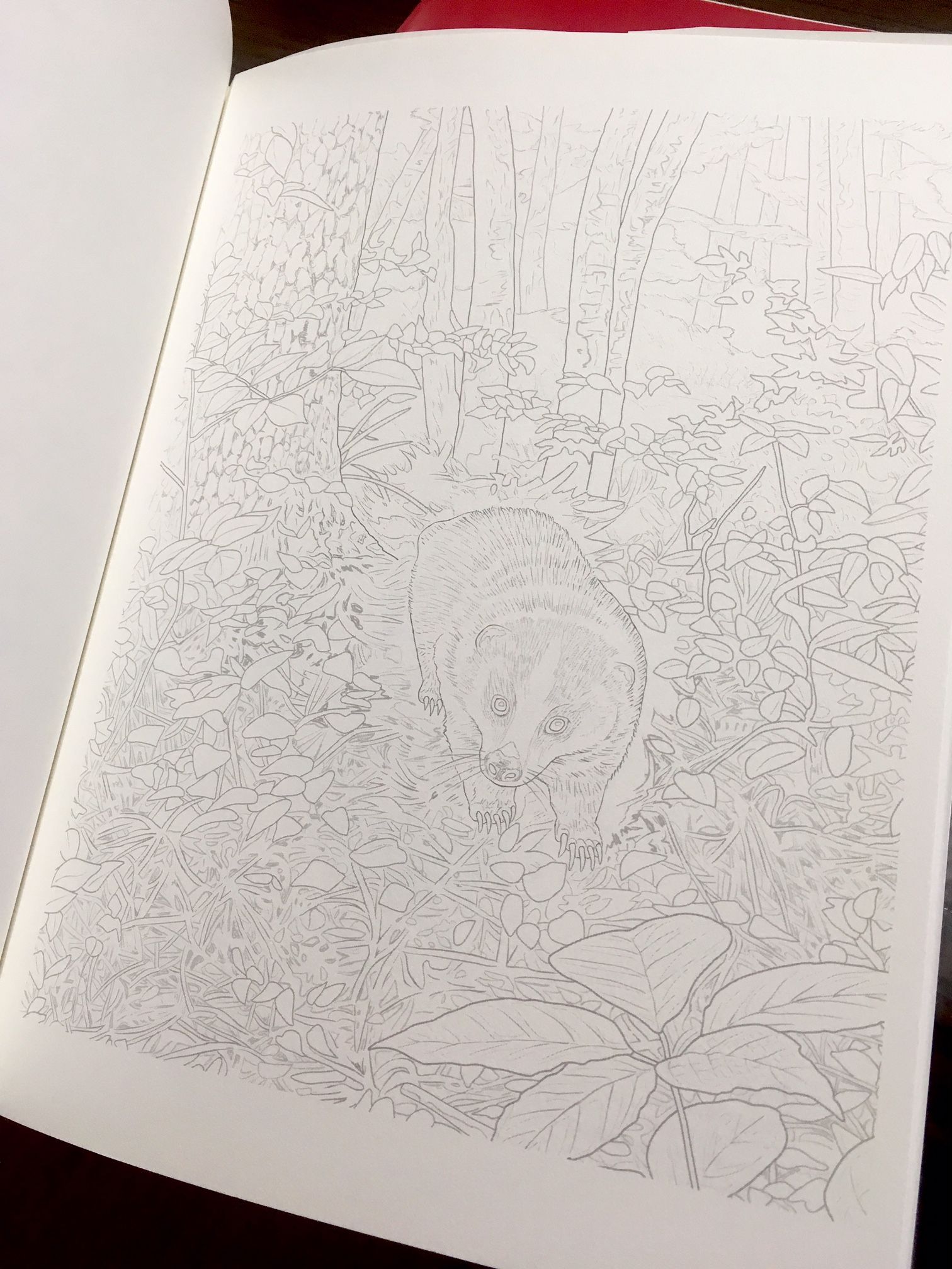 趣味のご提案★大人の塗り絵 | ホビットの体験ブログ～やってみよう～ - 楽天ブログ