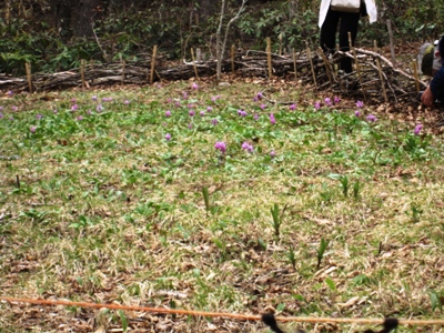 山野草の森.JPG