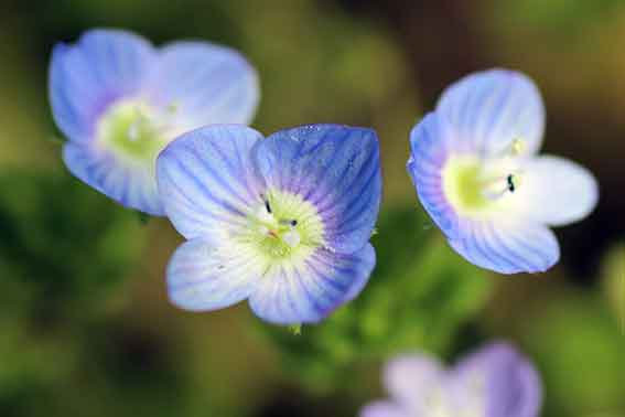 オオイヌフグリ♪