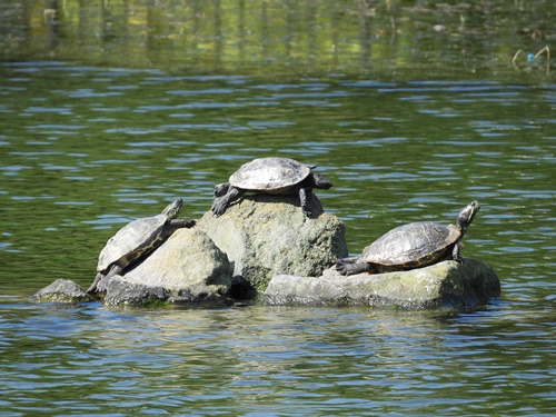 小池公園にて