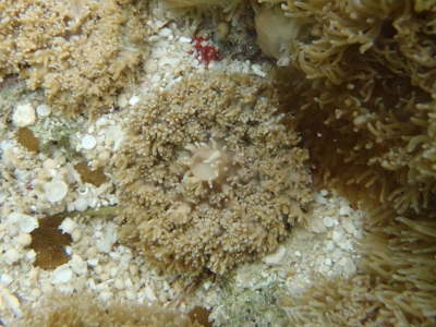 沖縄磯採集2013年5月下旬26　イソギンチャクモドキ科（Discosomatidae）の種　イトイソギンチャクモドキ（Discosoma howesii）の疑い