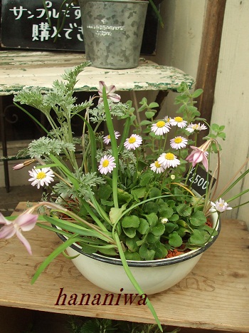 ボールに寄せ植え１２０４０７.JPG