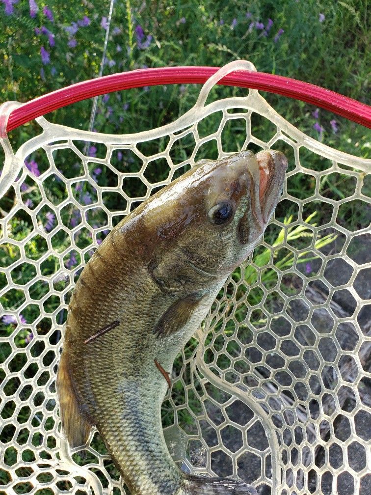 ランディングネットの必要性 魚と自分を守ると言う事 No Fish No Life ３度の飯より釣りが好き 楽天ブログ