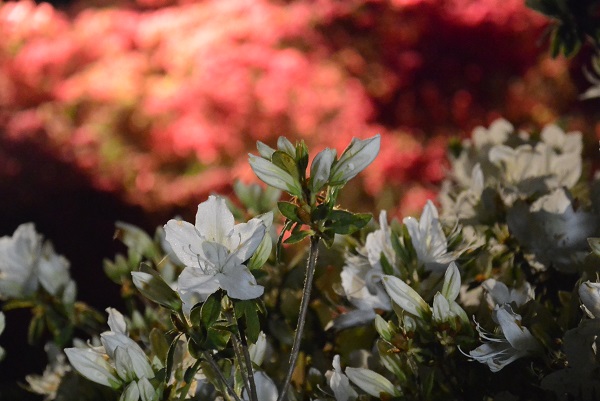 小室山公園 伊豆高原パルテール撮影
