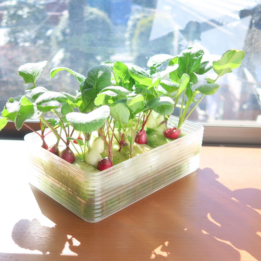 野菜の 水耕栽培 について調べてみました 彡 学び活かすのブログ 楽天ブログ