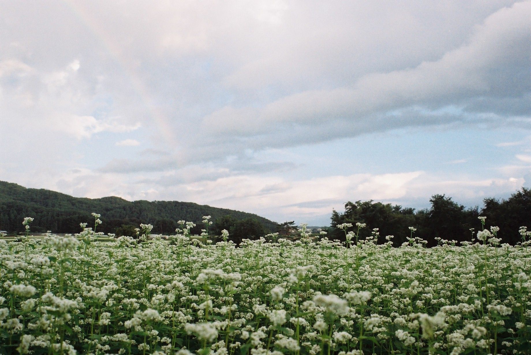 イスコ・ゲッチンゲン(Isco Göttingen)のトリプレット標準レンズ