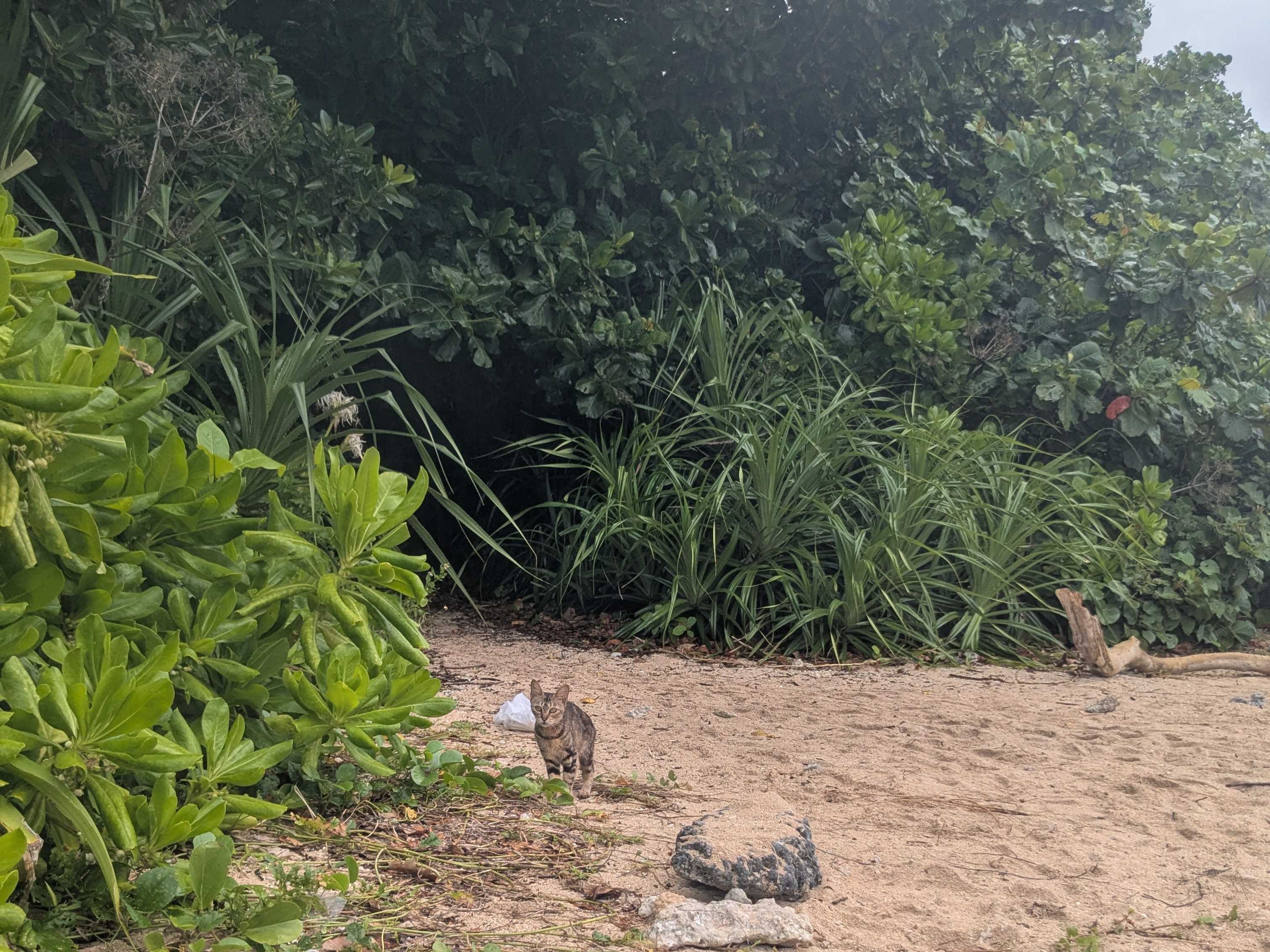 石垣島　米原ビーチ　かわいい猫
