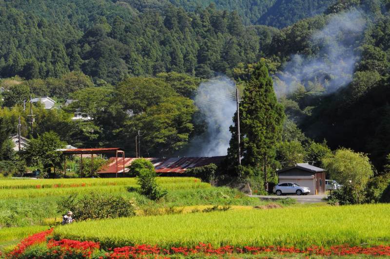 稲淵地区の彼岸花_05.jpg