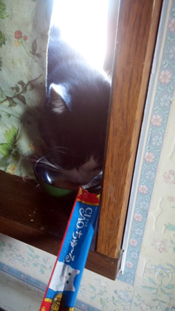 141019-nekogohan1-hige